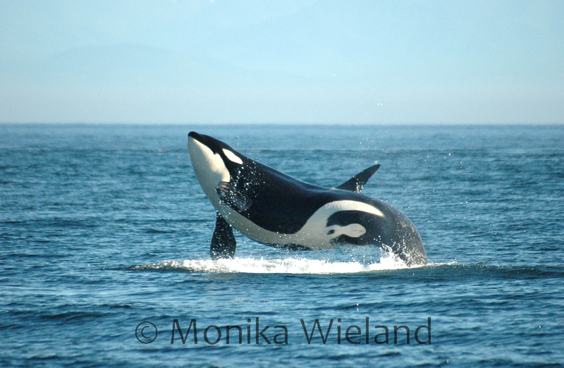 Monika Wieland Shields Orcas
